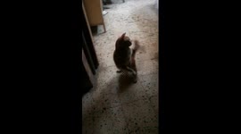 Cat Follows hanged Rope For Fun Time