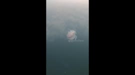 Bizarre looking nudibranch spotted in the Puget Sound, Washington