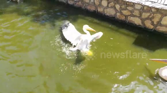 Beautiful Backed Pinked Pelican Swim In Lake