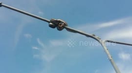 Python with a head for heights caught on 17ft high street light