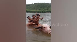 Laotian children sit on buffalo as it rises up from water