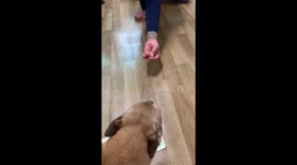 Dog protects money from owner