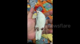 Pet Forpus bird plays dead in owner's hand