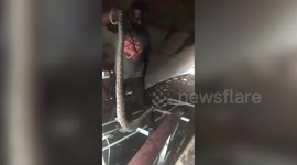 Workers left stunned as they find giant python hidden amongst shipwreck in western India