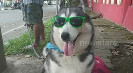 rosaline dogs dress up and have glasses