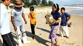 Exhausted sea turtle found washed up on beach and carried to safety by beachgoers