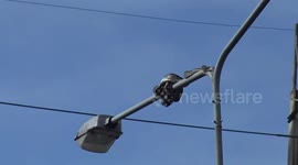 Wild python caught on top of street light in southern Thailand (extended video)