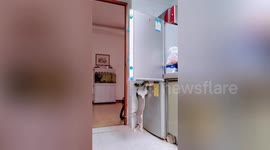 Cheeky cats work together to steal food from fridge