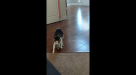 Hilarious moment a cat waddles over to owners while bringing them ‘gifts’