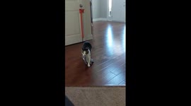 Cat dragging clothes through the house