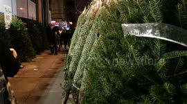 Christmas Trees sold on the streets of Astoria, New York