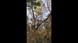 Macaws drinking water and chilling