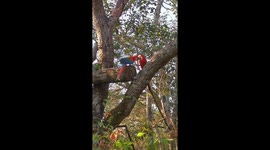 Macaws fighting for the water