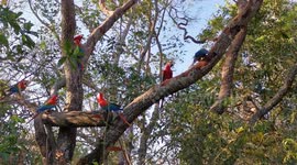 Macaws chilling and synchronously drinking water