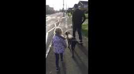 Little girl walks dog