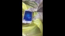 Cat want to eat the fish