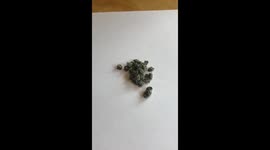 This insect's camouflage looks like nuggets of marijuana