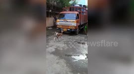 Hungry goat climbs truck in bid to munch on fresh leaves in southern India