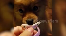 This cute Pomeranian dog loves sucking on a dummy