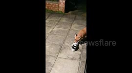 Fox stealing shoe and urinating on it