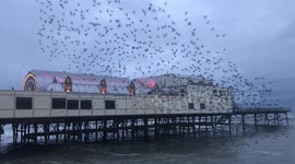 Thousands of starlings burst out from under the Royal Pier in Aberystwyth, Wales