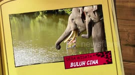 unique tourism from the Malay country, Riau, Indonesia