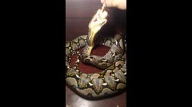 Reticulated Python Fed Chicks For Dinner