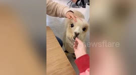 Adorable 'alpaca waiters' used to attract customers in Chinese restaurant
