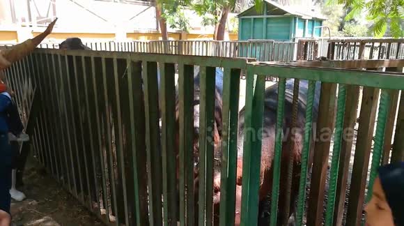 Family Of Six Hippos welcoming children To Take Photo