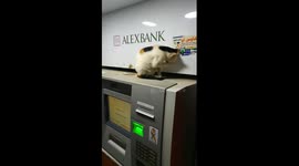 Cat Prepare To Sleep On ATM Machine