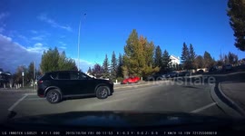 Bob Cat broad daylight in city