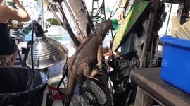 Iguana just passing on through the Bar