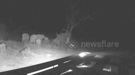 Hungry elephant pushes 30ft tree down to feed herd during night safari in South Africa