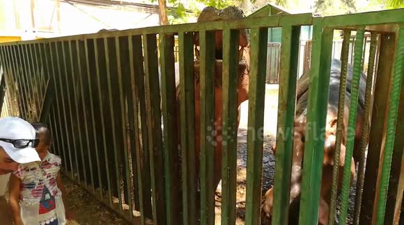 Hungry Hungry Hippos Gets Raw Food By Girls