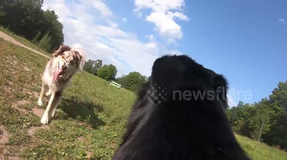 Labrador Using Telescope Meet the labrador that documents life from her point of view after ...