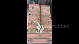 Horrifying moment tree snake strangles the life out of a doomed gecko