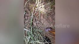 Thai farmer uses the sound from bamboo sticks to catch mouse