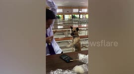 Thai students 'mugged' by dog begging for food