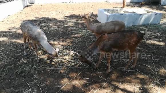Two Deers Fight Over Alpha Position In Zoo