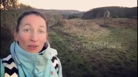 Cow following human stops when it realizes it's been seen
