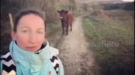 Hilarious moment cow follows a UK woman and stops every time she turns around