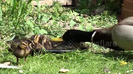Crazy Male Duck biting ducklings Slow Motion