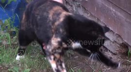 Cat headbutting a Bee in Slow motion