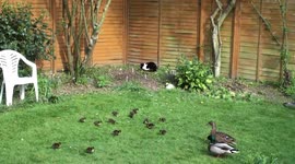 13 ducklings mother 2 Drakes and a cat what a combination