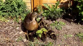 14 Ducklings and mother very cute