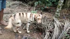 Indian farmer paints pet dog like tiger to scare away monkeys