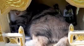 Cat relaxes inside Buddhist spirit shrine