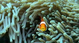 Nemo caught with a parasite