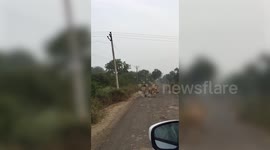 Strolling lions keep travellers waiting in western India