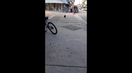 Dog goes after a Rooster, I spill my Drink